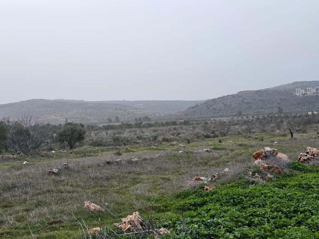 مستوطنون يقتلعون 200 شجرة زيتون شمال رام الله